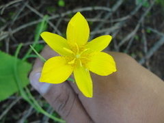 Calochortus venustulus