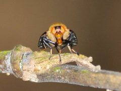 Peltacanthina magnifica