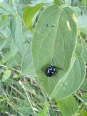 Chrysochus asclepiadeus