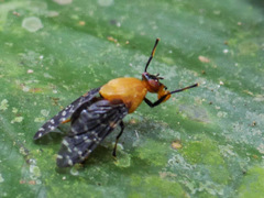 Peltacanthina magnifica