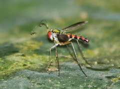 Plagiozopelma