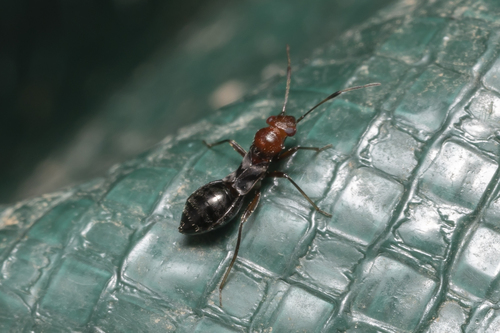 Mimocoris rugicollis