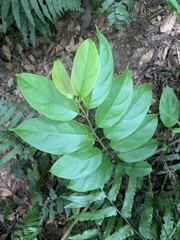 Urceola micrantha