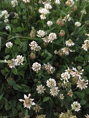 Trifolium repens