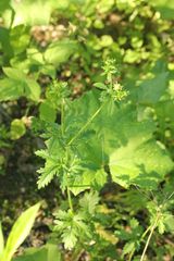 Potentilla intermedia