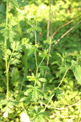 Potentilla intermedia