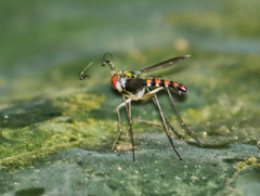 Plagiozopelma