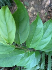 Urceola micrantha