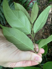 Urceola micrantha