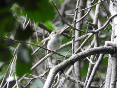Phylloscopus claudiae