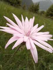 Scorzonera rosea
