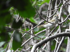 Phylloscopus claudiae