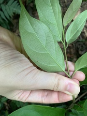 Urceola micrantha