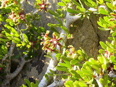 Periploca laevigata angustifolia