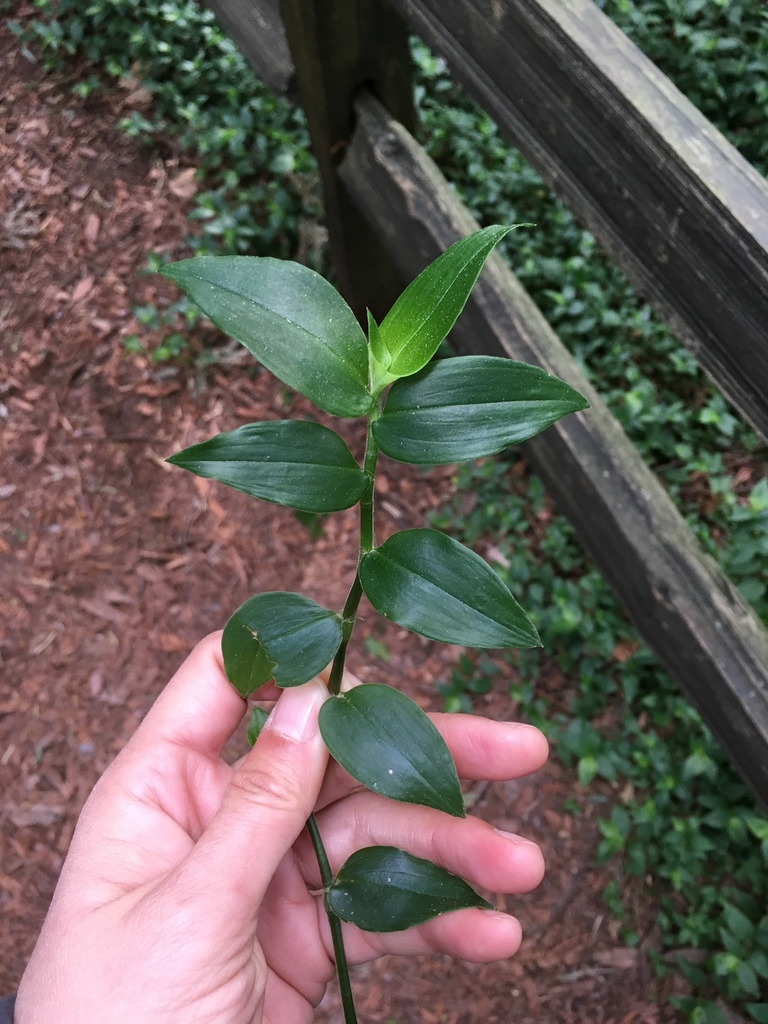 Wandering Jew (Inch Plant)