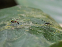 Plagiozopelma
