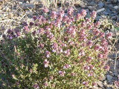Thymus hyemalis