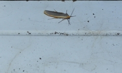 Eilema lurideola