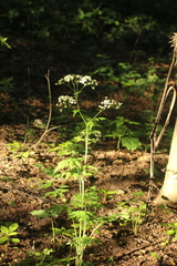 Anthriscus sylvestris
