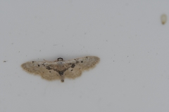 Idaea intermedia