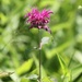 Purple Bergamot - Photo (c) dnydick, some rights reserved (CC BY-NC), uploaded by Dan Nydick
