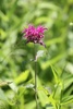 Purple Bergamot - Photo (c) dnydick, some rights reserved (CC BY-NC), uploaded by dnydick