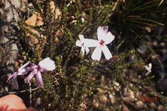 Jamesbrittenia aspalathoides