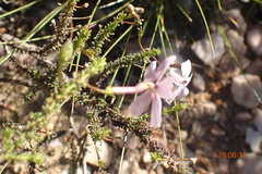 Jamesbrittenia aspalathoides