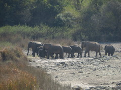 Elephas maximus indicus