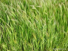 Bromus rigidus