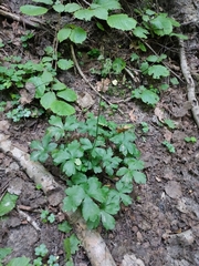 Sanicula europaea