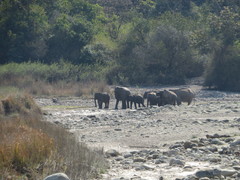 Elephas maximus indicus