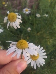 Tripleurospermum inodorum