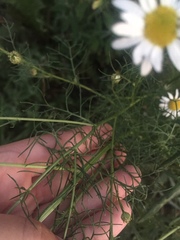 Tripleurospermum inodorum