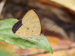 Euriphene tadema nigropunctata