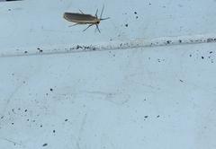 Eilema lurideola