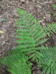 Athyrium filix-femina