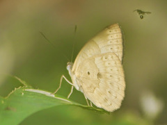 Euriphene tadema nigropunctata