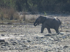 Elephas maximus indicus