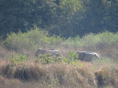 Elephas maximus indicus