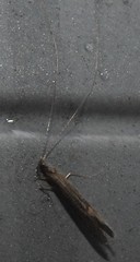 Leptocerus americanus