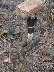 Hemachatus haemachatus