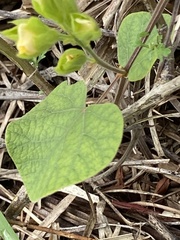 Rhynchosia michauxii image