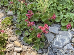 Telesonix heucheriformis