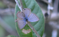 Luthrodes pandava peripatria
