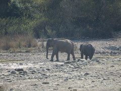 Elephas maximus indicus