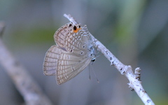 Luthrodes pandava peripatria