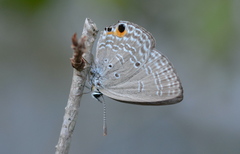 Luthrodes pandava peripatria