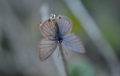 Luthrodes pandava peripatria