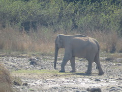Elephas maximus indicus